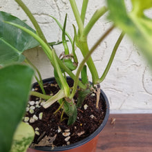 Load image into Gallery viewer, #129 Large Variegated Philodendron Burle Marx