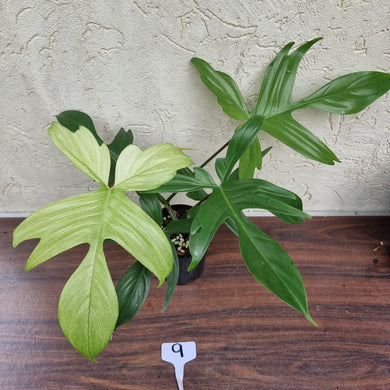 #9 Philodendron Florida Ghost - NON TC