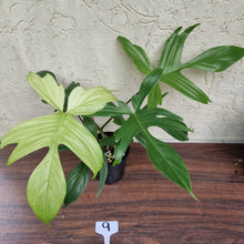 Load image into Gallery viewer, #9 Philodendron Florida Ghost - NON TC