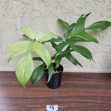 Load image into Gallery viewer, #9 Philodendron Florida Ghost - NON TC