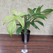 Load image into Gallery viewer, #9 Philodendron Florida Ghost - NON TC