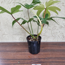 Load image into Gallery viewer, #9 Philodendron Florida Ghost - NON TC