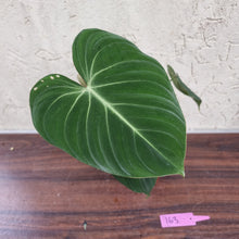 Load image into Gallery viewer, #163 Philodendron Gloriosum