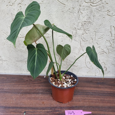 #163 Philodendron Gloriosum