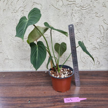 Load image into Gallery viewer, #163 Philodendron Gloriosum
