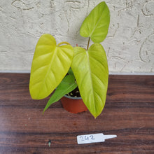 Load image into Gallery viewer, #242 Philodendron Golden Erubescens