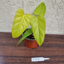 Load image into Gallery viewer, #242 Philodendron Golden Erubescens