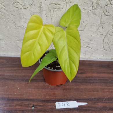 #242 Philodendron Golden Erubescens