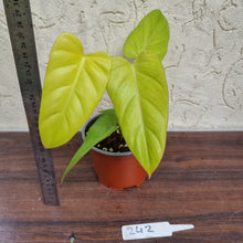 Load image into Gallery viewer, #242 Philodendron Golden Erubescens