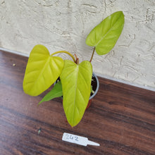 Load image into Gallery viewer, #242 Philodendron Golden Erubescens