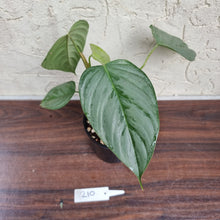 Load image into Gallery viewer, #210 Philodendron Sodiroi