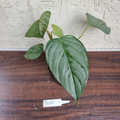#210 Philodendron Sodiroi