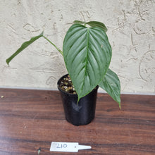 Load image into Gallery viewer, #210 Philodendron Sodiroi