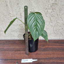 Load image into Gallery viewer, #210 Philodendron Sodiroi