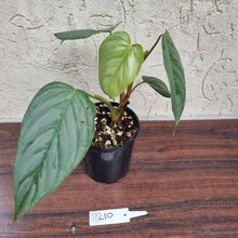 Load image into Gallery viewer, #210 Philodendron Sodiroi