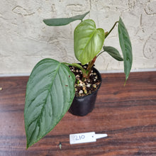 Load image into Gallery viewer, #210 Philodendron Sodiroi