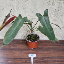 Load image into Gallery viewer, #95 Philodendron Atabapoense