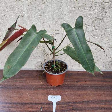 #95 Philodendron Atabapoense