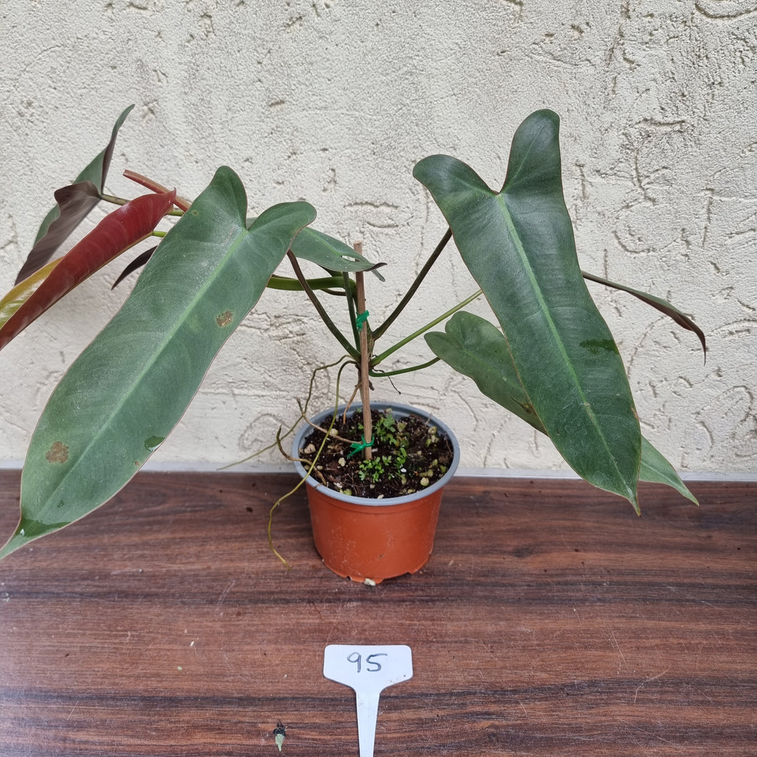 #95 Philodendron Atabapoense