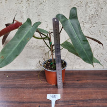 Load image into Gallery viewer, #95 Philodendron Atabapoense