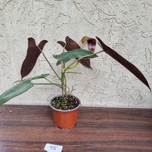 Load image into Gallery viewer, #95 Philodendron Atabapoense