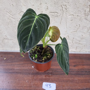 #93 Philodendron Melanochrysum