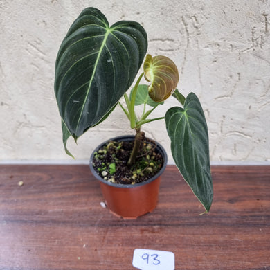 #93 Philodendron Melanochrysum