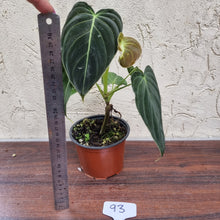 Load image into Gallery viewer, #93 Philodendron Melanochrysum