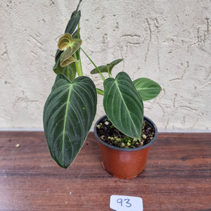 #93 Philodendron Melanochrysum