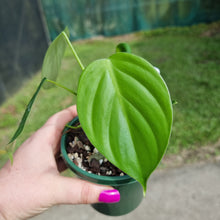 Load image into Gallery viewer, #238 Philodendron Eximium