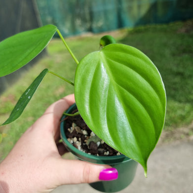 #238 Philodendron Eximium