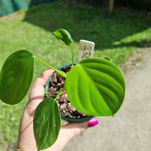 Load image into Gallery viewer, #238 Philodendron Eximium