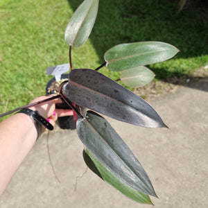 #72 Philodendron Black Knight