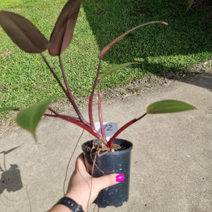 #72 Philodendron Black Knight