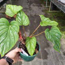 Load image into Gallery viewer, #118 Three x Headed Philodendron Mamei