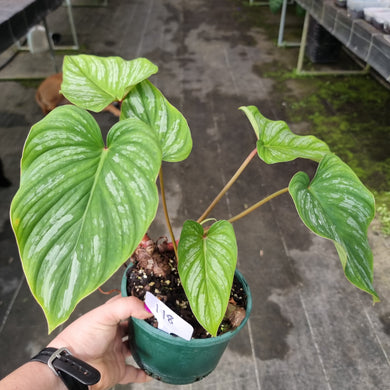 #118 Three x Headed Philodendron Mamei