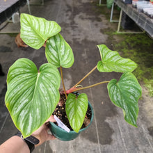 Load image into Gallery viewer, #118 Three x Headed Philodendron Mamei