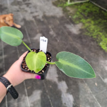 Load image into Gallery viewer, #138 Philodendron Rugosum - Aberrant Form - Rooted Tip Cutting
