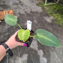 Load image into Gallery viewer, #138 Philodendron Rugosum - Aberrant Form - Rooted Tip Cutting