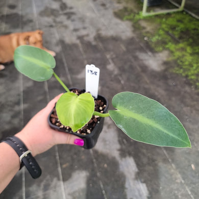 #138 Philodendron Rugosum - Aberrant Form - Rooted Tip Cutting