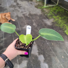 Load image into Gallery viewer, #138 Philodendron Rugosum - Aberrant Form - Rooted Tip Cutting