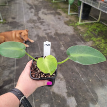 Load image into Gallery viewer, #138 Philodendron Rugosum - Aberrant Form - Rooted Tip Cutting