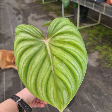 #148 Philodendron Plowmanii - Round Form