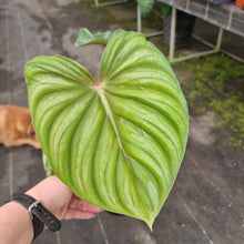 Load image into Gallery viewer, #148 Philodendron Plowmanii - Round Form