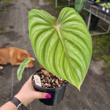 Load image into Gallery viewer, #148 Philodendron Plowmanii - Round Form
