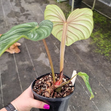 Load image into Gallery viewer, #148 Philodendron Plowmanii - Round Form