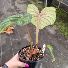 Load image into Gallery viewer, #148 Philodendron Plowmanii - Round Form