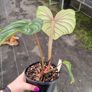 #148 Philodendron Plowmanii - Round Form