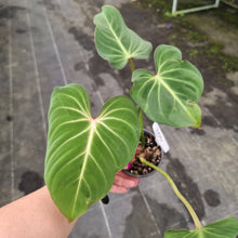 Load image into Gallery viewer, #104 Philodendron Gloriosum