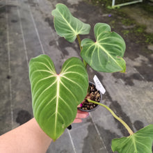 Load image into Gallery viewer, #104 Philodendron Gloriosum